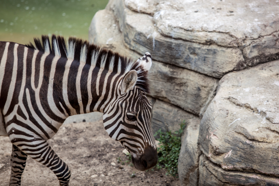 San Antonio Zoo
